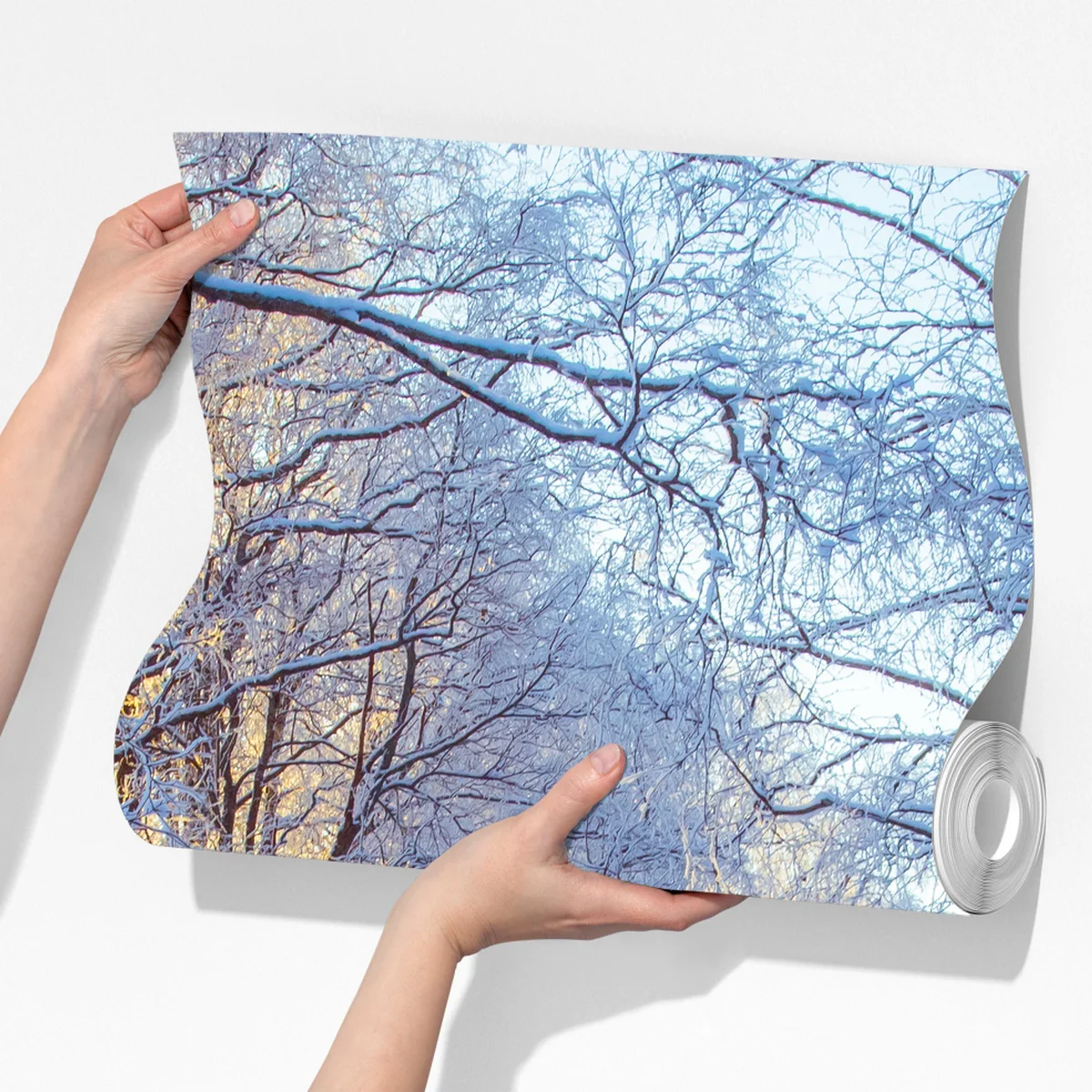 Fototapete birkenwald im winter bei sonnenaufgang Fototapete birkenwald im winter bei sonnenaufgang