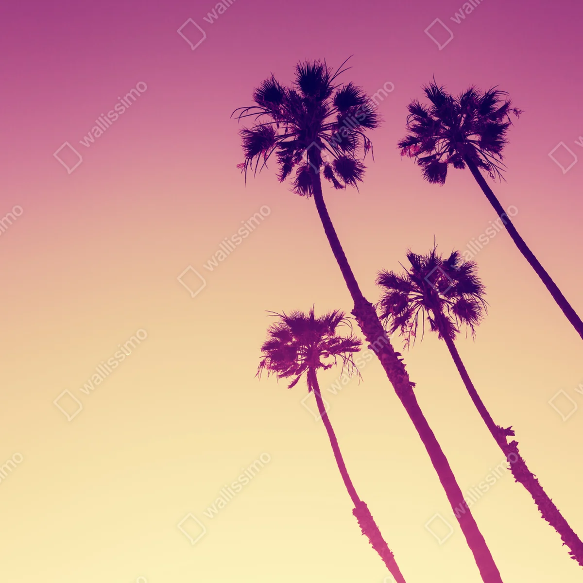 Fensteraufkleber kalifornische palmen bei Sunset Cliffs Fensteraufkleber kalifornische palmen bei Sunset Cliffs