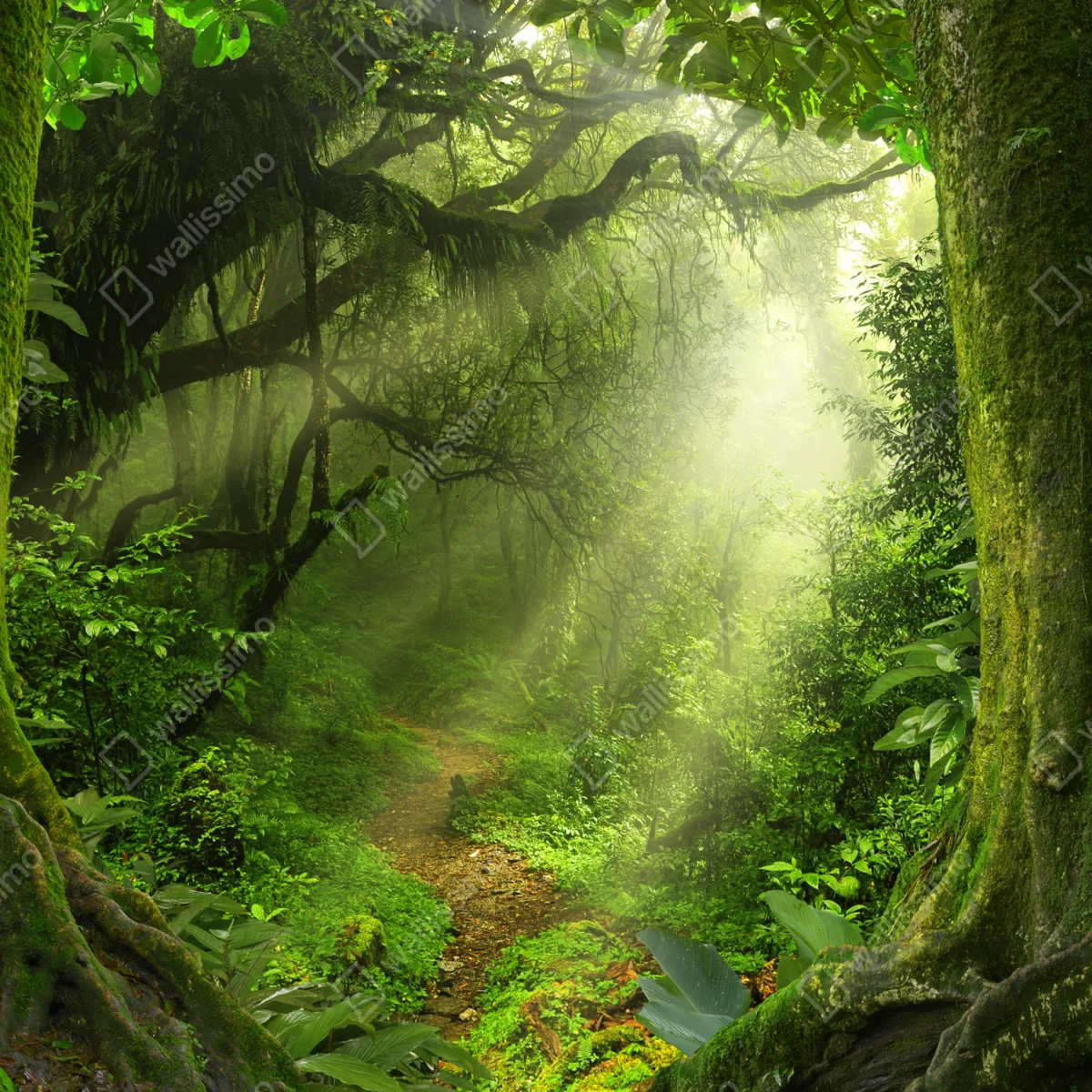 Repositionierbarer Aufkleber sonnenbeschienener moosiger waldpfad Repositionierbarer Aufkleber sonnenbeschienener moosiger waldpfad