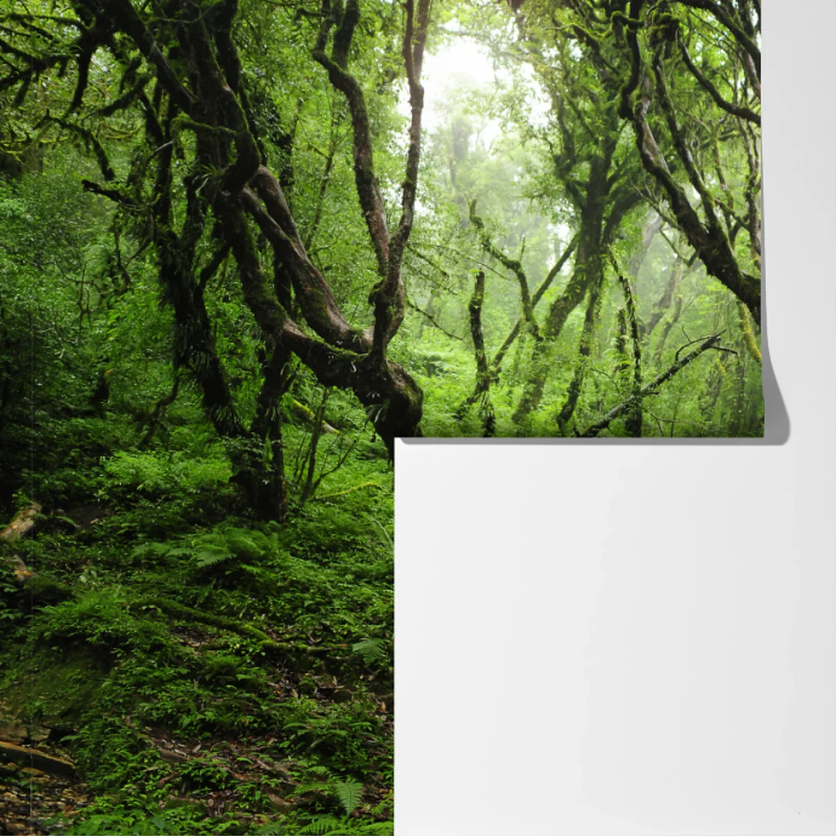 Fototapete mystischer grüner wald Fototapete mystischer grüner wald