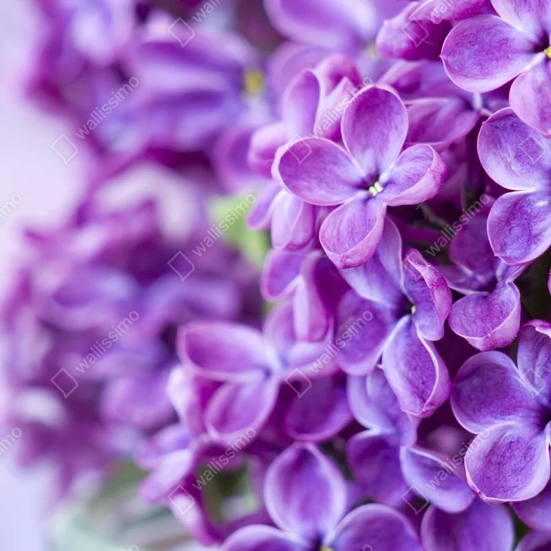 Tischaufkleber und Schreibtischaufkleber lila fliederblüten nahaufnahme Tischaufkleber und Schreibtischaufkleber lila fliederblüten nahaufnahme
