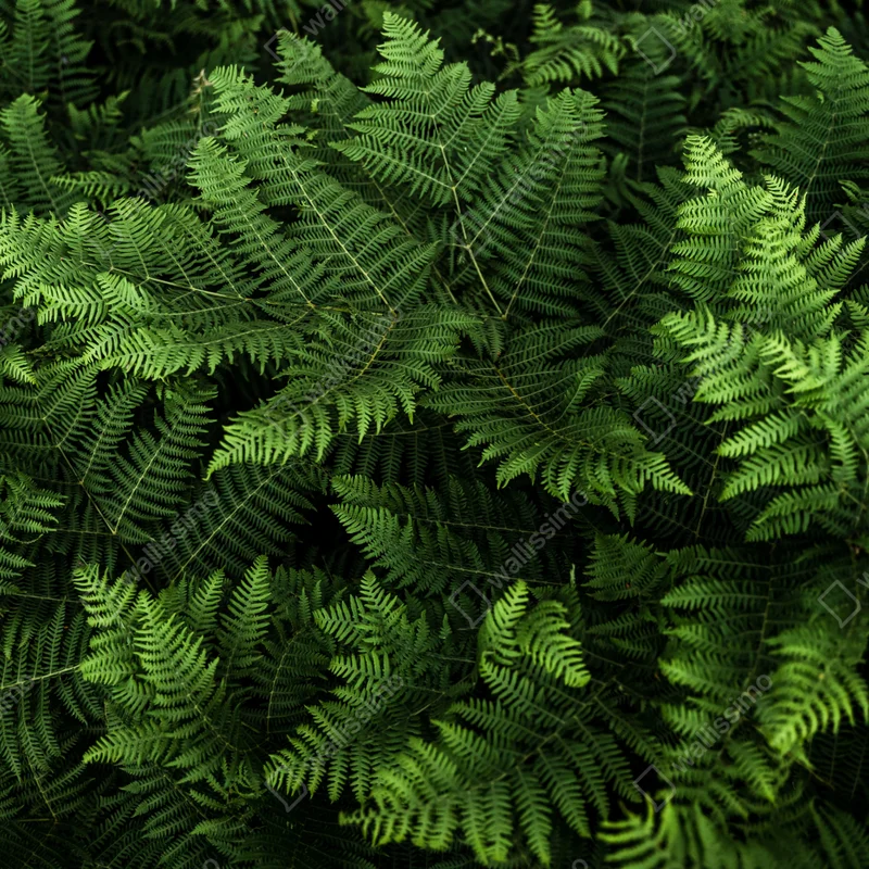 Leinwandbild üppiges grünes farnlaub Leinwandbild üppiges grünes farnlaub