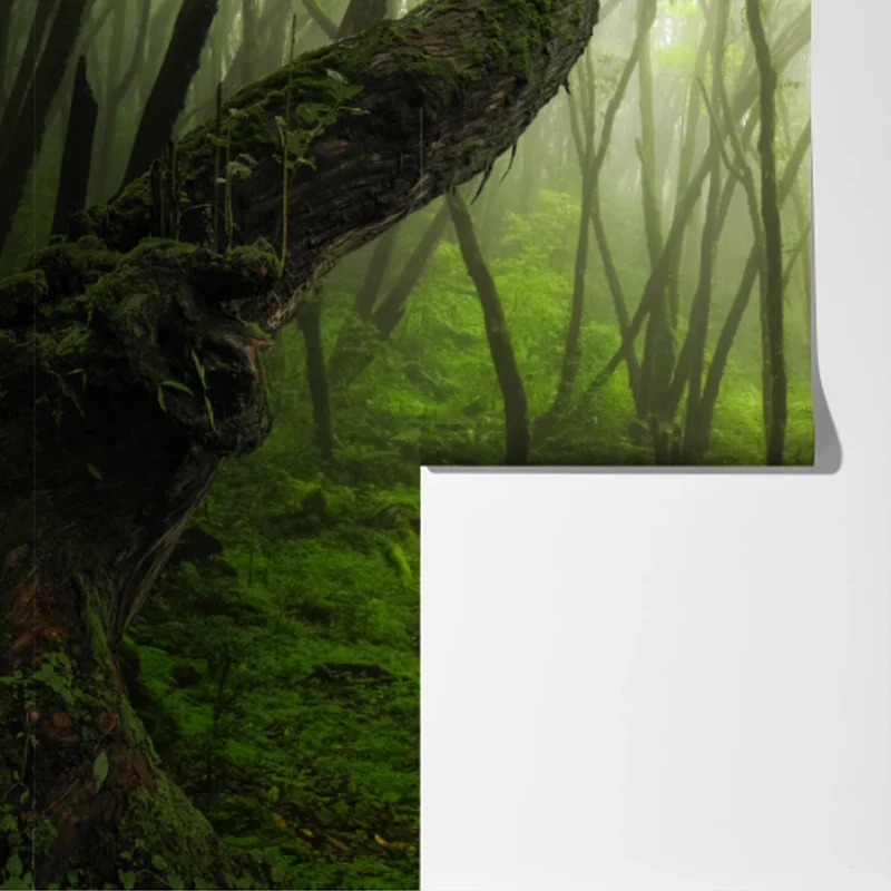 Fototapete nebliger grüner waldpfad Fototapete nebliger grüner waldpfad