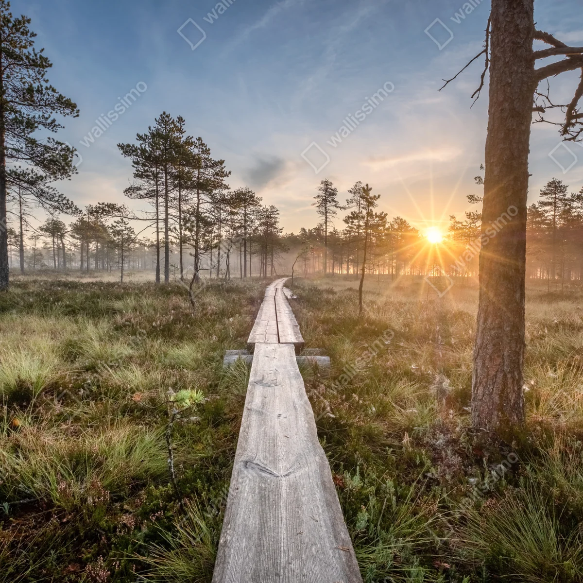 Poster sonnenaufgang über nebligem kiefernmoor • Poster bei Wallnifity® Poster sonnenaufgang über nebligem kiefernmoor • Poster bei Wallnifity®