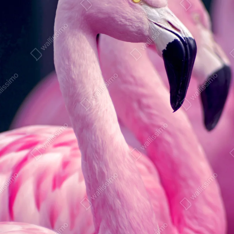 Kühlschrankaufkleber anmutiges rosa flamingo-porträt Kühlschrankaufkleber anmutiges rosa flamingo-porträt