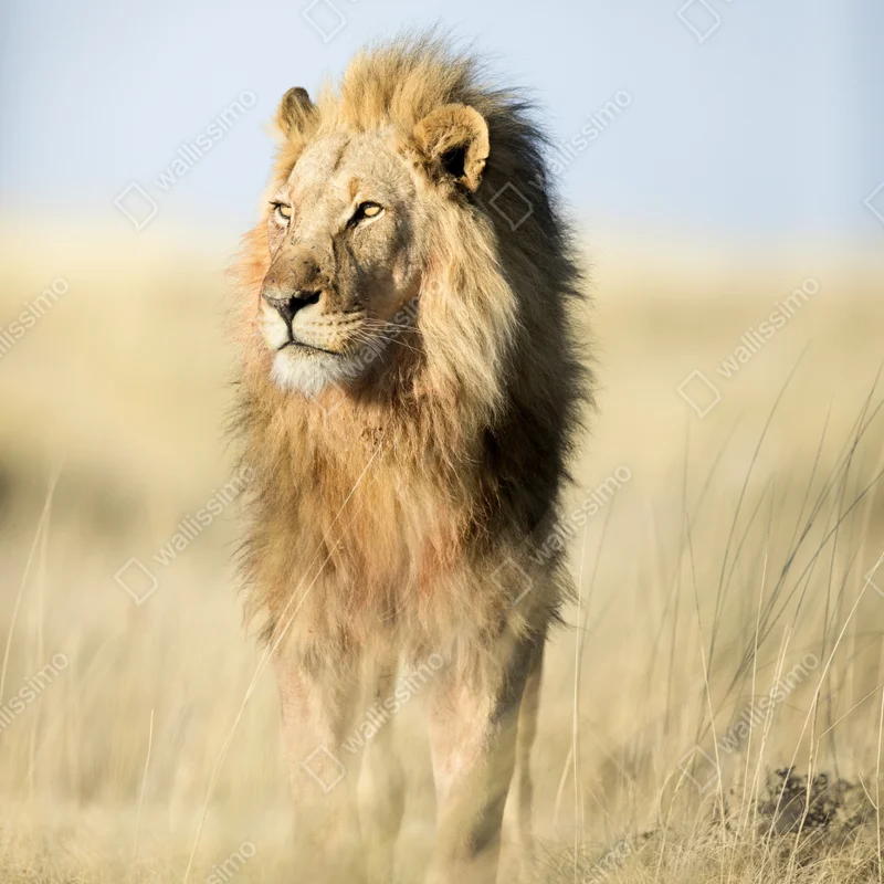 Fensteraufkleber majestätischer löwe in der steppe Fensteraufkleber majestätischer löwe in der steppe