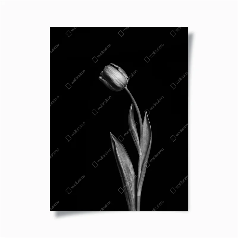 Poster monochrome tulpe auf schwarzem hintergrund • Poster bei Wallnifity® Poster monochrome tulpe auf schwarzem hintergrund • Poster bei Wallnifity®
