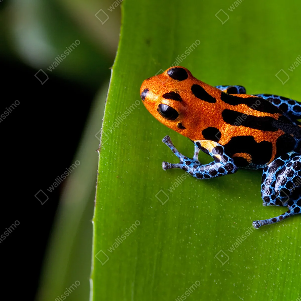 Poster rot gestreifte Pfeilgiftfrosch blaue Beine • Poster bei Wallnifity® Poster rot gestreifte Pfeilgiftfrosch blaue Beine • Poster bei Wallnifity®