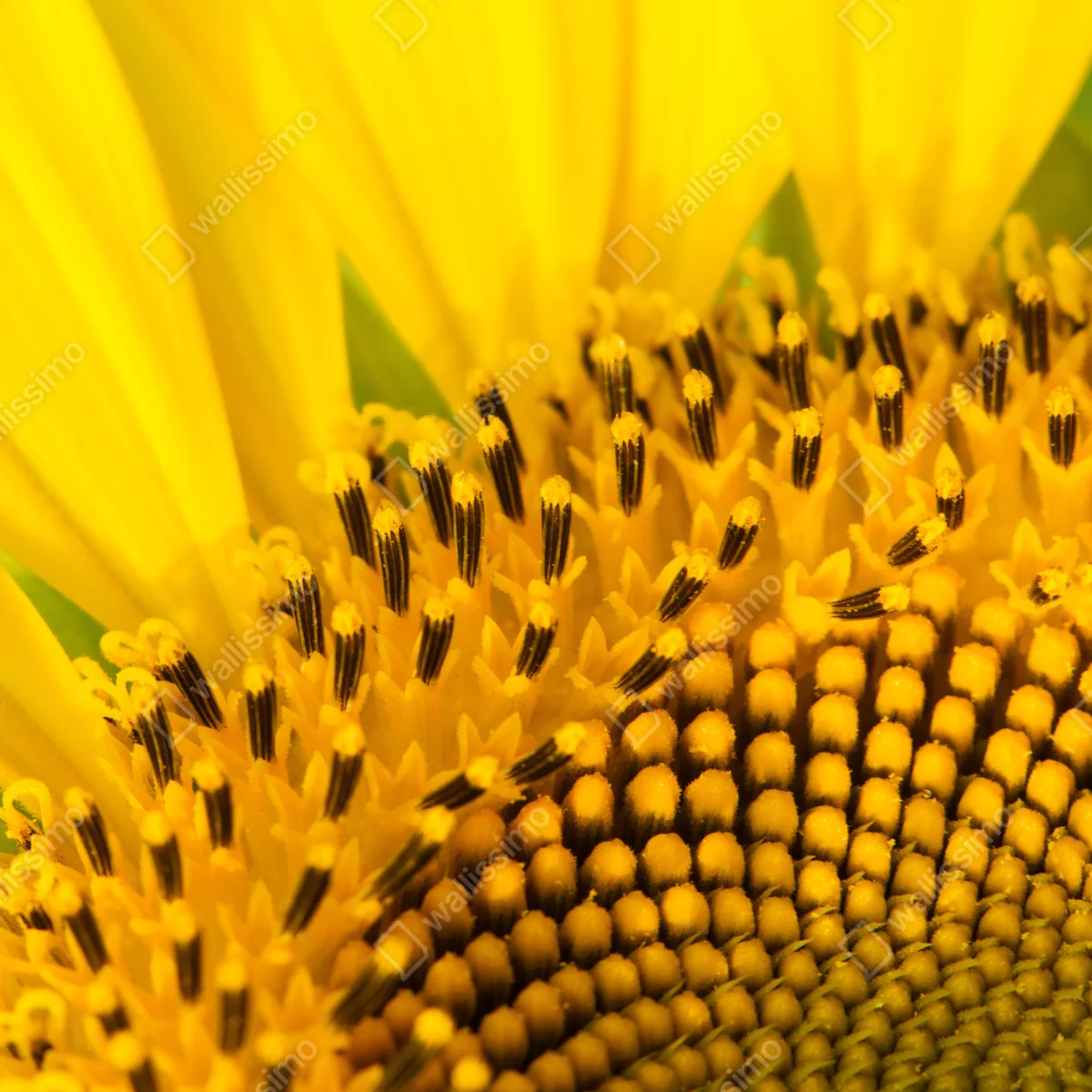 Poster goldene sonnenblume nahaufnahme Poster goldene sonnenblume nahaufnahme