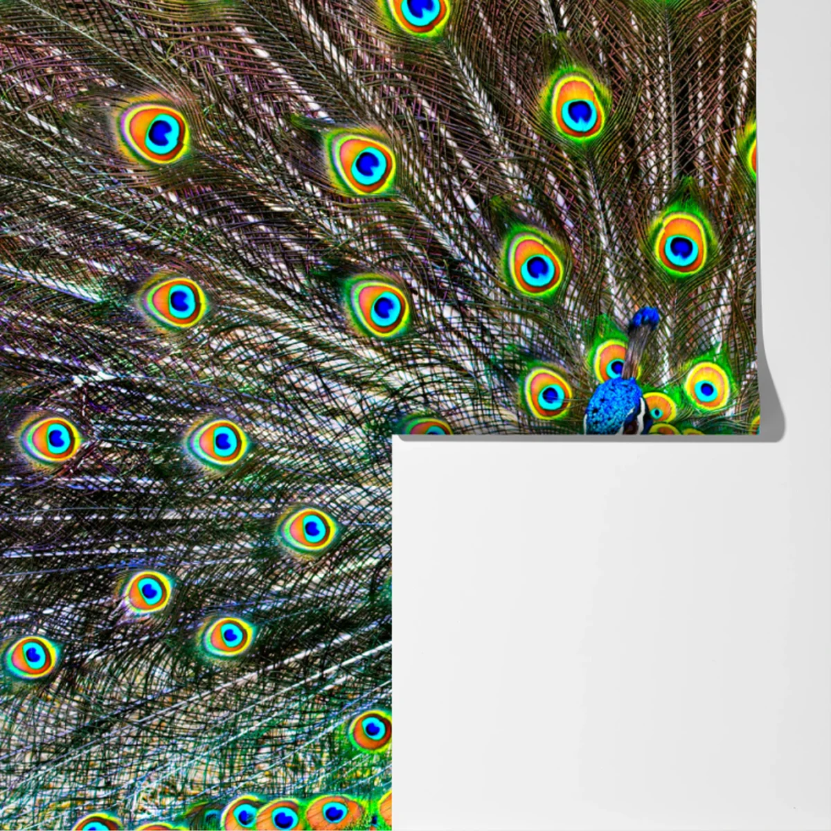 Fototapeta żywy wachlarz pawich piór Fototapeta żywy wachlarz pawich piór