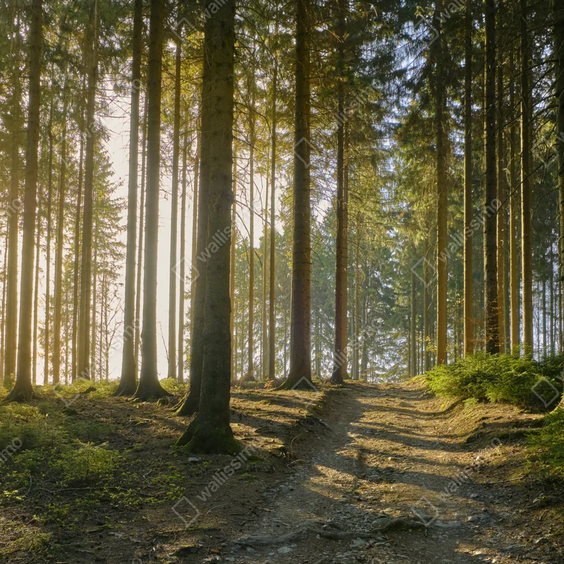 Fototapete sonniger waldweg im morgenlicht Fototapete sonniger waldweg im morgenlicht