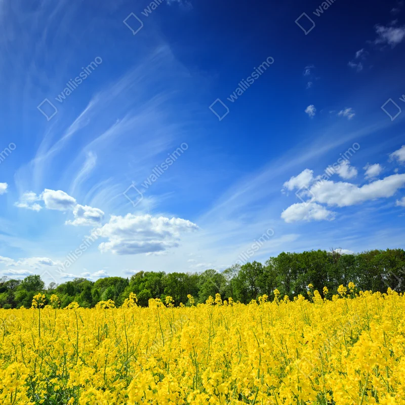 Türaufkleber polnisches rapsfeld unter blauem himmel Türaufkleber polnisches rapsfeld unter blauem himmel