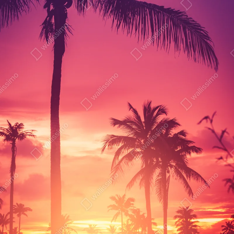 Kühlschrankaufkleber tropischer sonnenuntergang mit palmen Kühlschrankaufkleber tropischer sonnenuntergang mit palmen