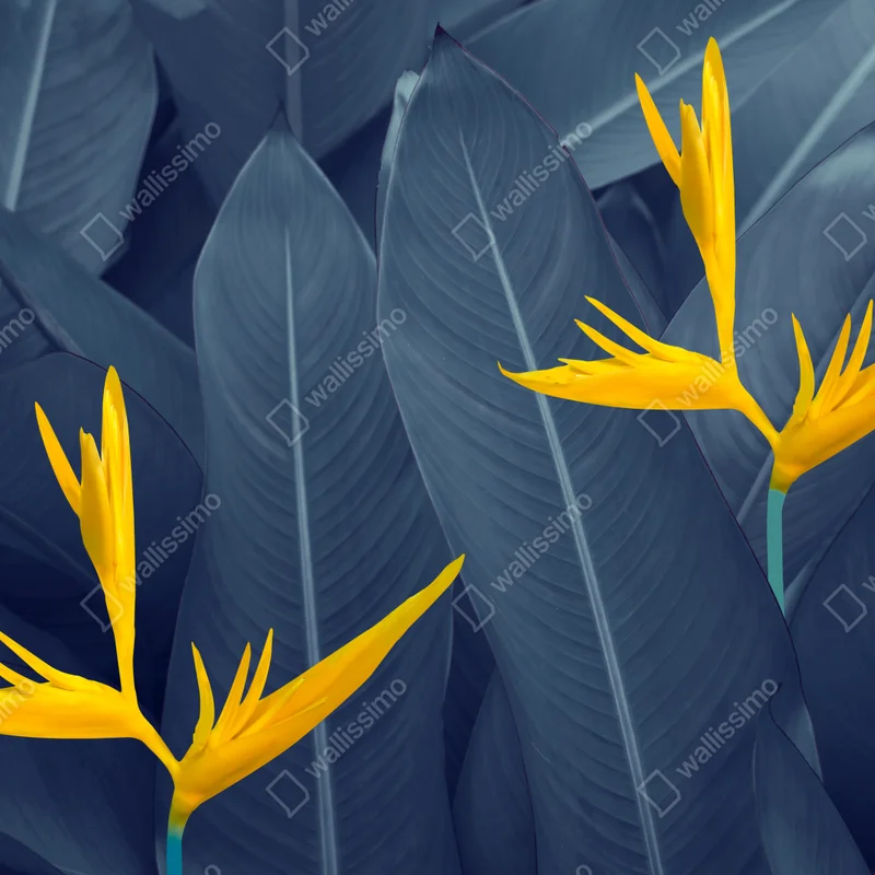 Fototapete gelbe strelitzie auf blauen blättern Fototapete gelbe strelitzie auf blauen blättern