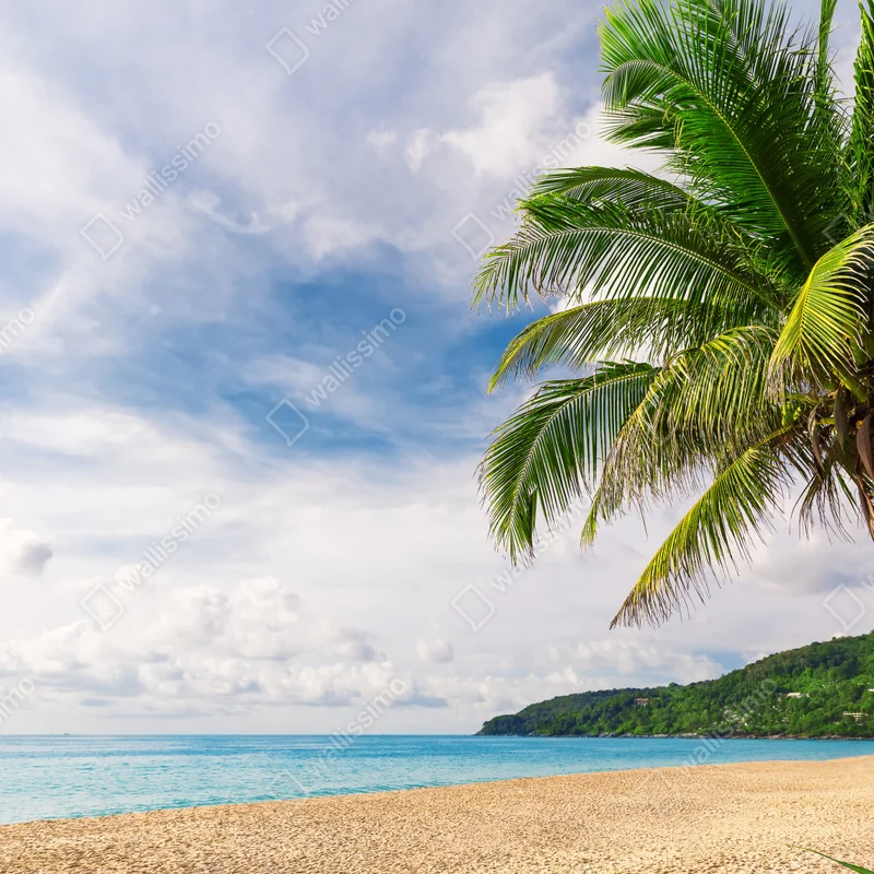 Poster tropischer strand in Phuket mit palme Poster tropischer strand in Phuket mit palme