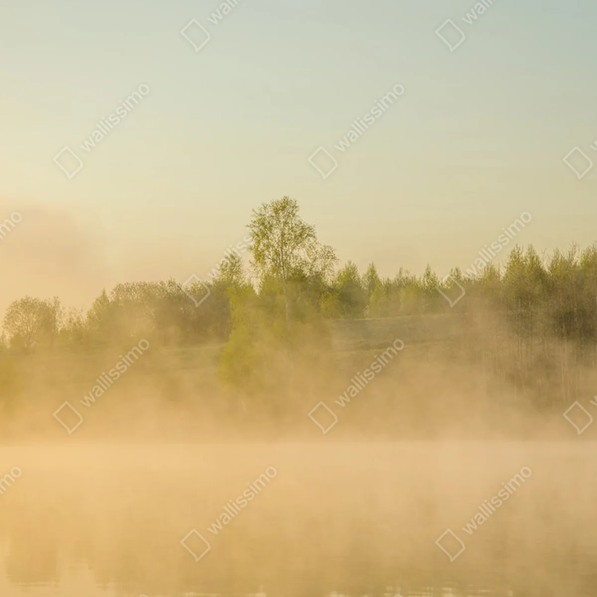 Poster Morgennebel. rund um den See wachsen Birken . • Poster bei Wallnifity® Poster Morgennebel. rund um den See wachsen Birken . • Poster bei Wallnifity®
