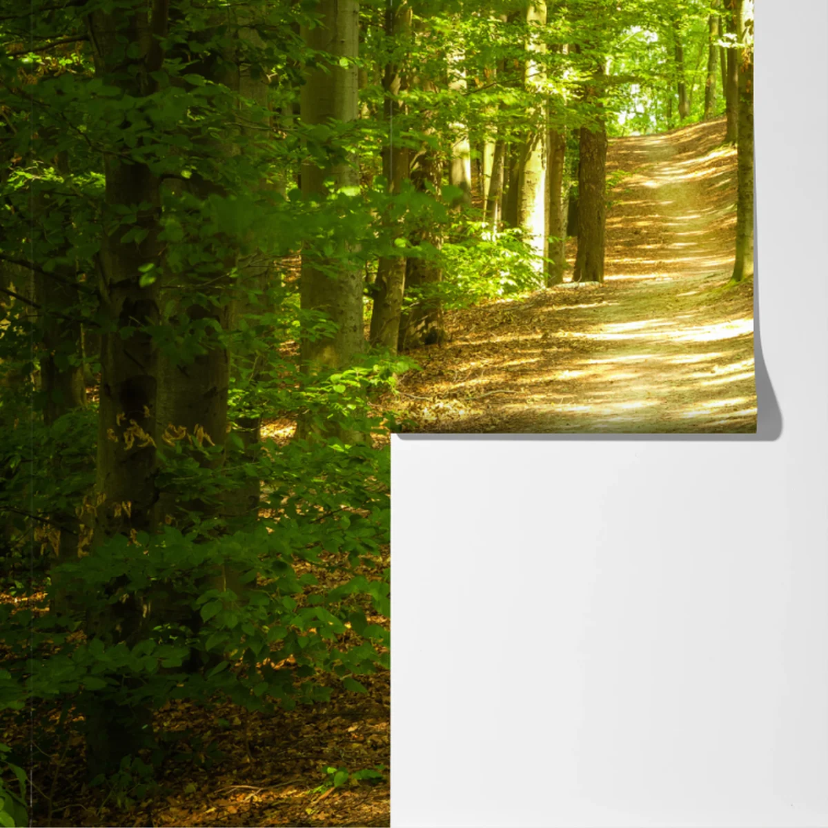 Fototapete sonniger waldpfad Fototapete sonniger waldpfad