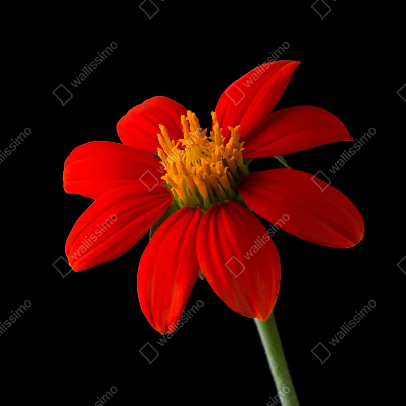 Kühlschrankaufkleber leuchtende mexikanische sonnenblume auf schwarzem hintergrund Kühlschrankaufkleber leuchtende mexikanische sonnenblume auf schwarzem hintergrund