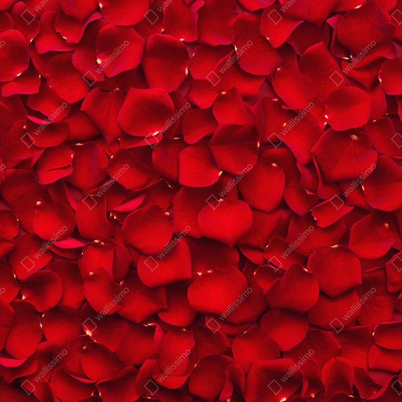 Fensteraufkleber rote rosenblätter hintergrund Fensteraufkleber rote rosenblätter hintergrund