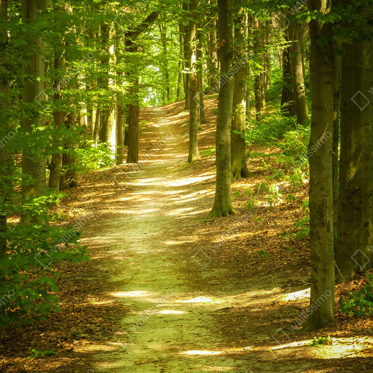 Fototapete sonniger waldpfad Fototapete sonniger waldpfad