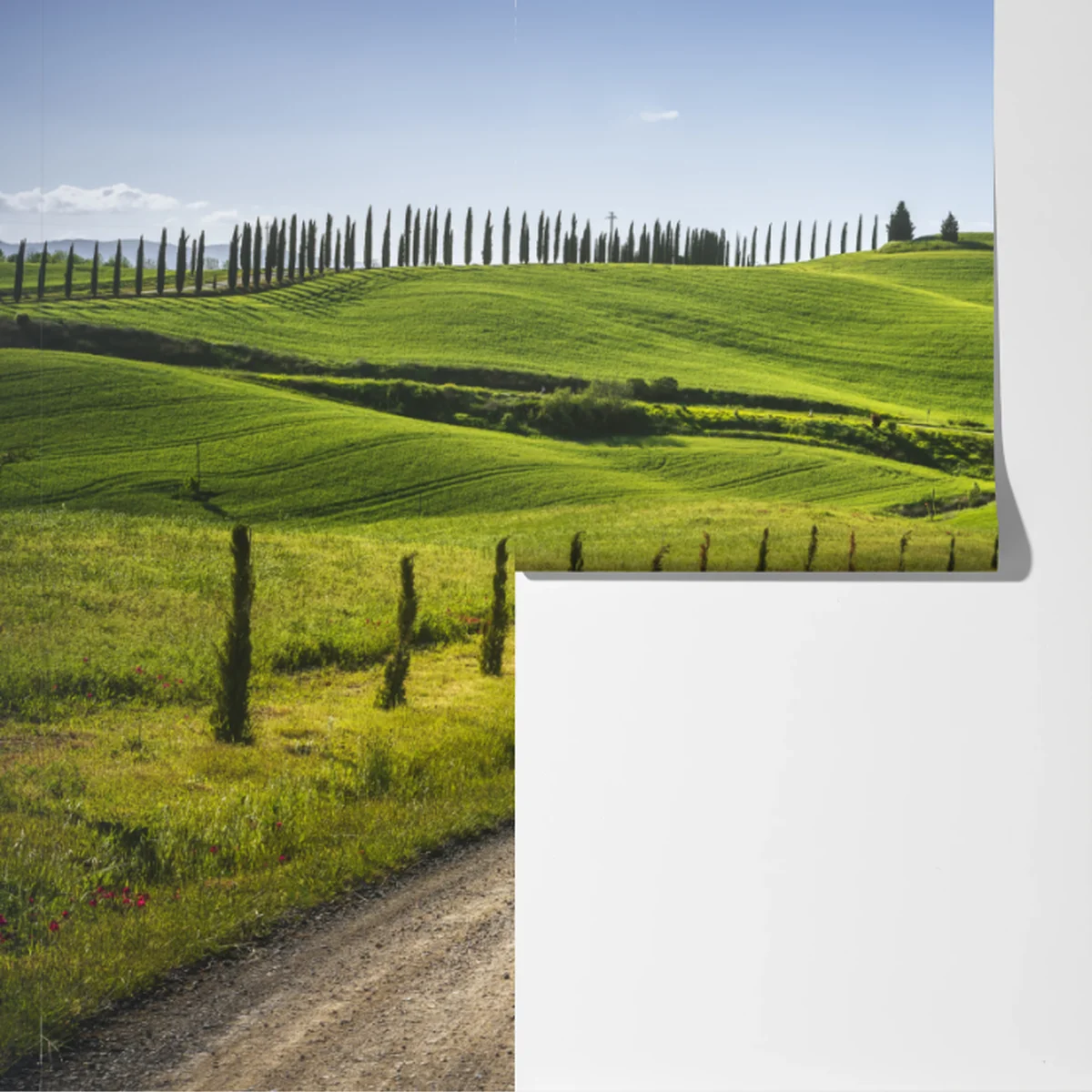 Fototapete ländliche straße in der Toskana durch grüne hügel Fototapete ländliche straße in der Toskana durch grüne hügel