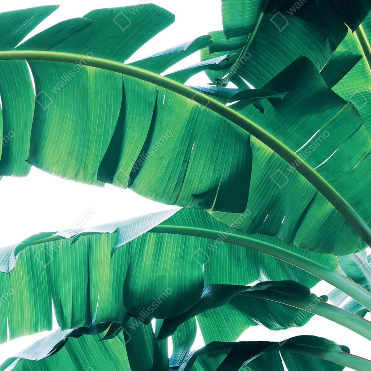 Poster tropische bananenblätter • Poster bei Wallnifity® Poster tropische bananenblätter • Poster bei Wallnifity®
