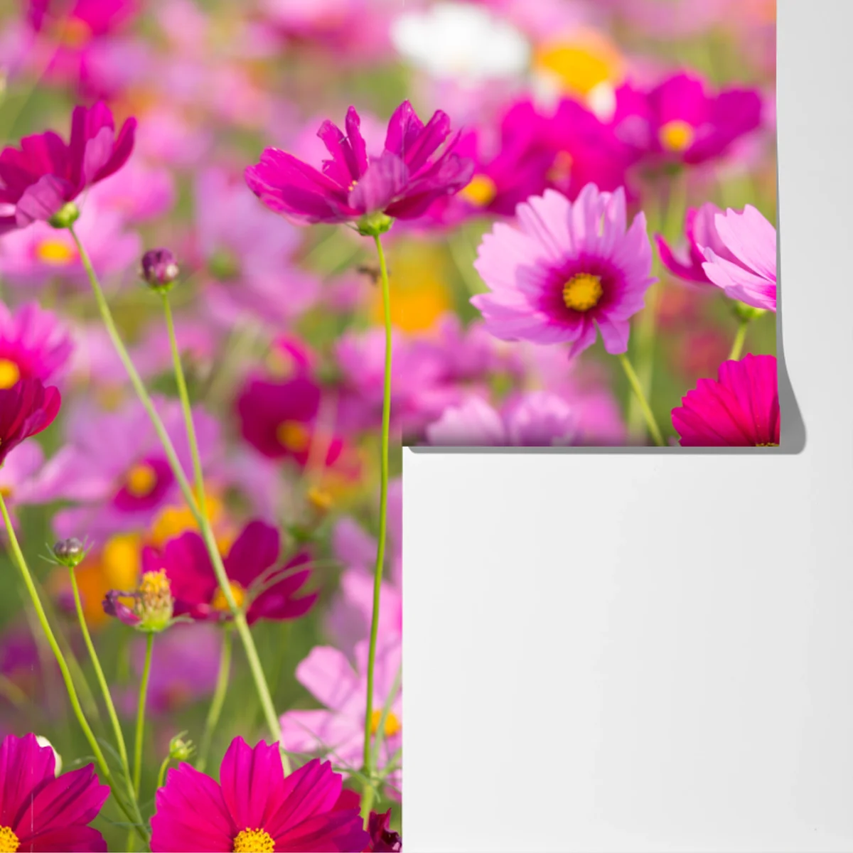 Fototapete rosa kosmeenwiese in blüte Fototapete rosa kosmeenwiese in blüte