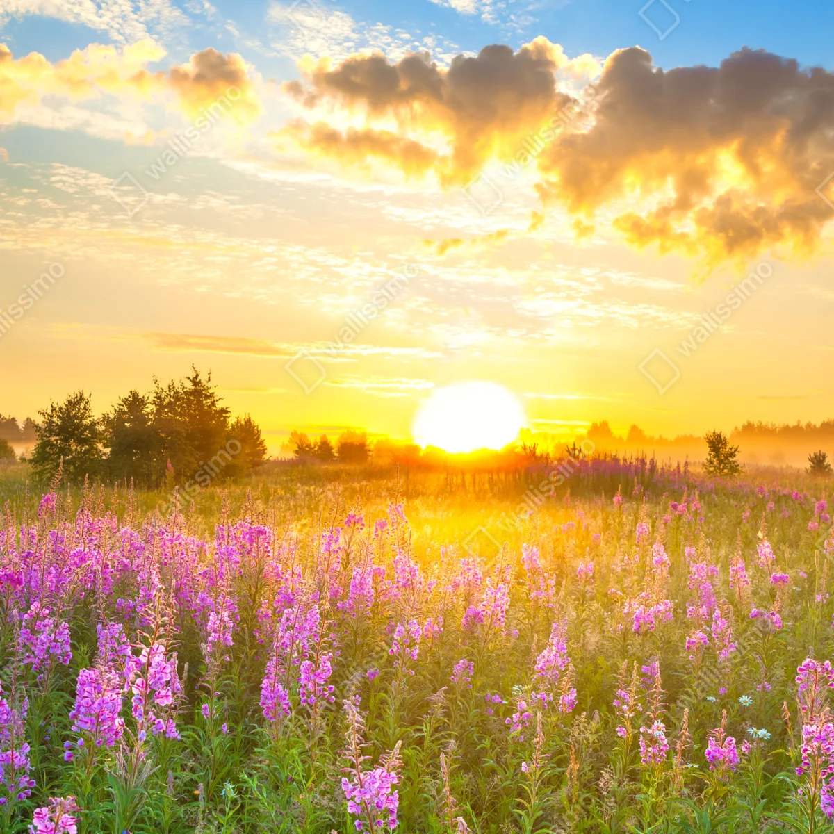 Tischaufkleber und Schreibtischaufkleber sonnenaufgang über violetter wildblumenwiese Tischaufkleber und Schreibtischaufkleber sonnenaufgang über violetter wildblumenwiese