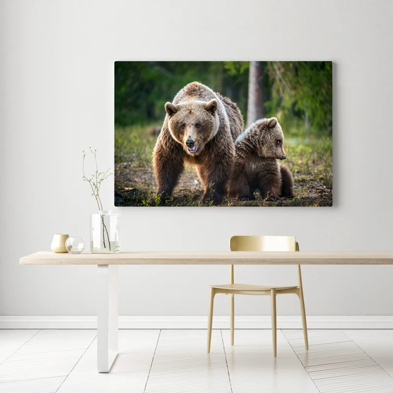 Leinwandbild braunbär mit jungem im wald Leinwandbild braunbär mit jungem im wald