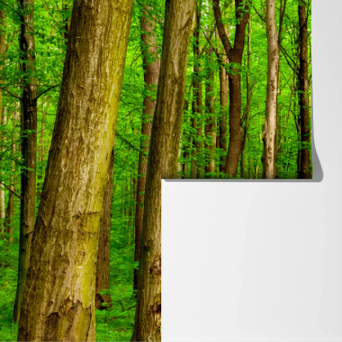 Fototapete grüner waldweg im frühling Fototapete grüner waldweg im frühling