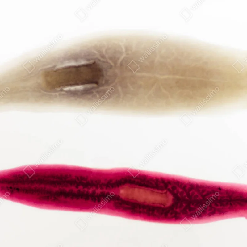 Leinwandbild fest gebeizte Rutsche - planaria • Leinwandbilder bei Wallnifity® Leinwandbild fest gebeizte Rutsche - planaria • Leinwandbilder bei Wallnifity®