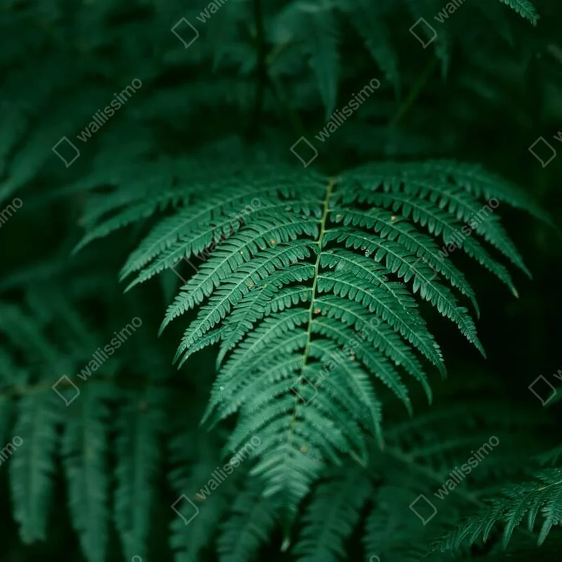 Poster Schöne grüne Farne im Wald. Ein Hauch von Natur. Natürlicher Hintergrund. • Poster bei Wallnifity® Poster Schöne grüne Farne im Wald. Ein Hauch von Natur. Natürlicher Hintergrund. • Poster bei Wallnifity®