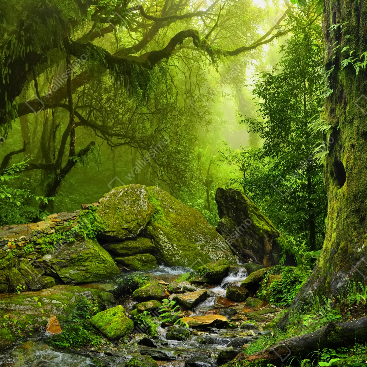 Schrankaufkleber moosbedeckter waldbach Schrankaufkleber moosbedeckter waldbach