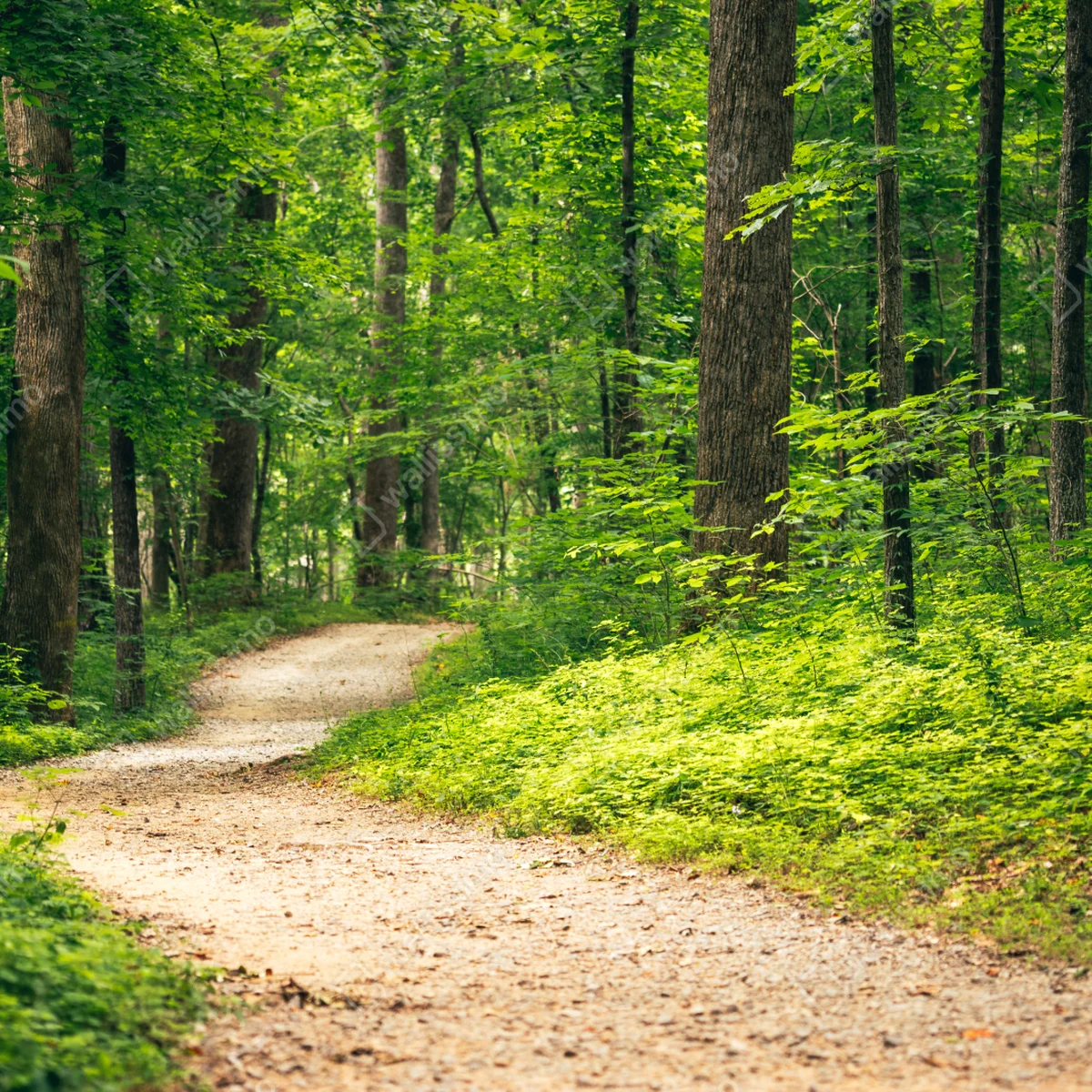 Poster sonniger waldweg • Poster bei Wallnifity® Poster sonniger waldweg • Poster bei Wallnifity®