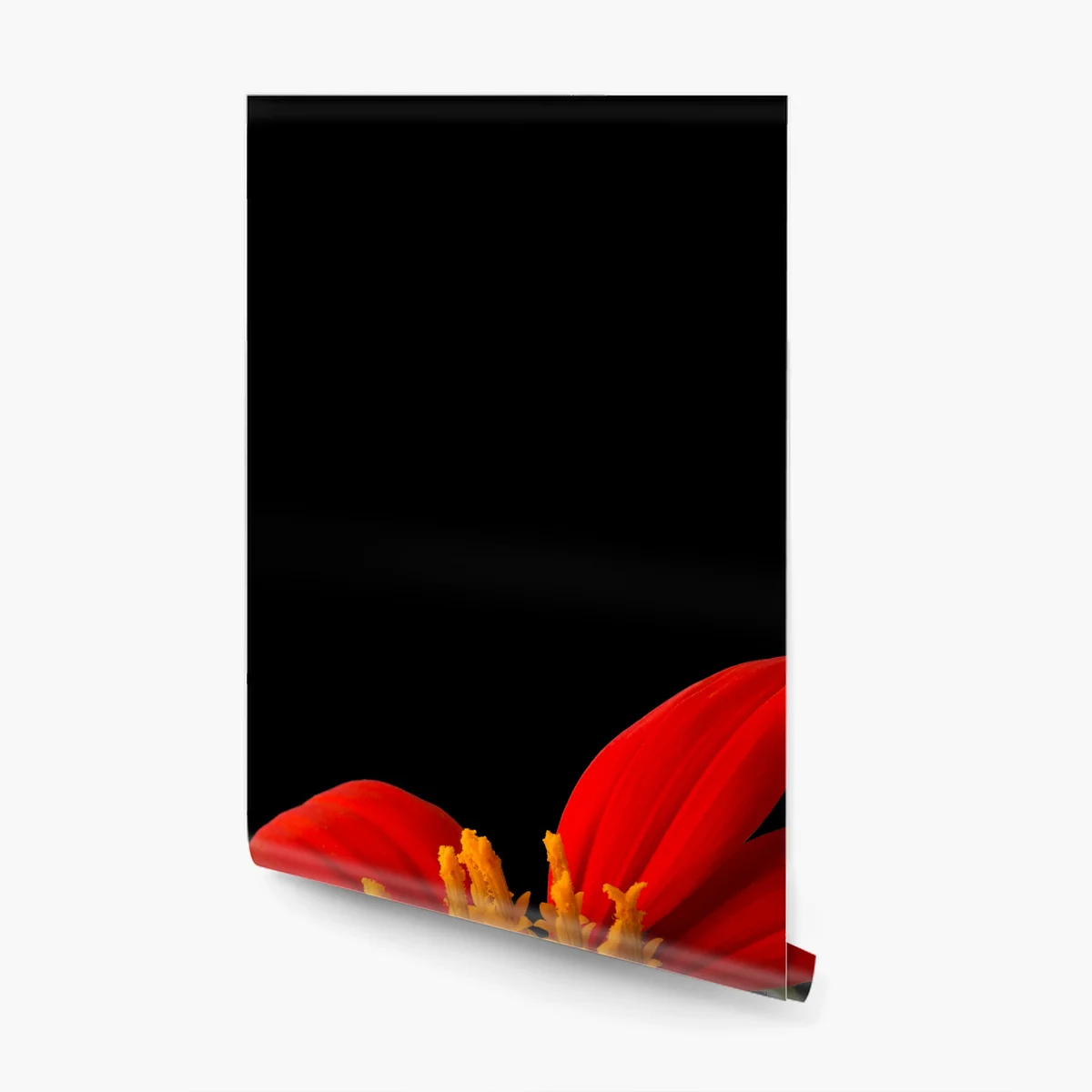 Fototapeta żywy słonecznik meksykański na czarnym tle Fototapeta żywy słonecznik meksykański na czarnym tle