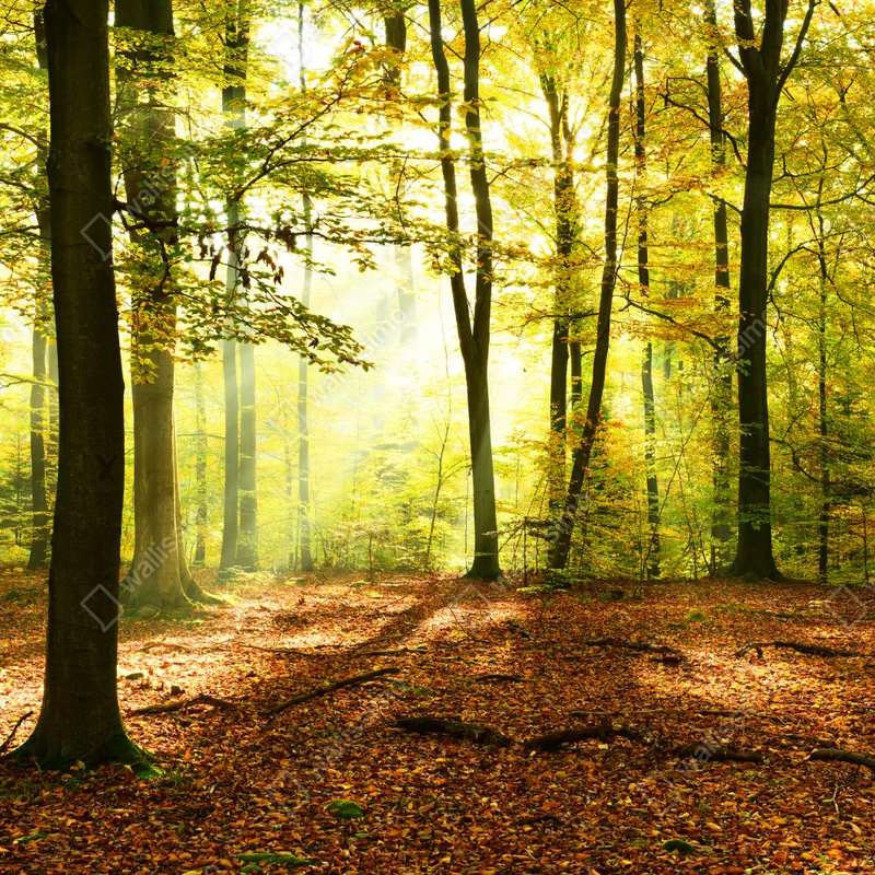 Türaufkleber goldener herbstwald am morgen Türaufkleber goldener herbstwald am morgen