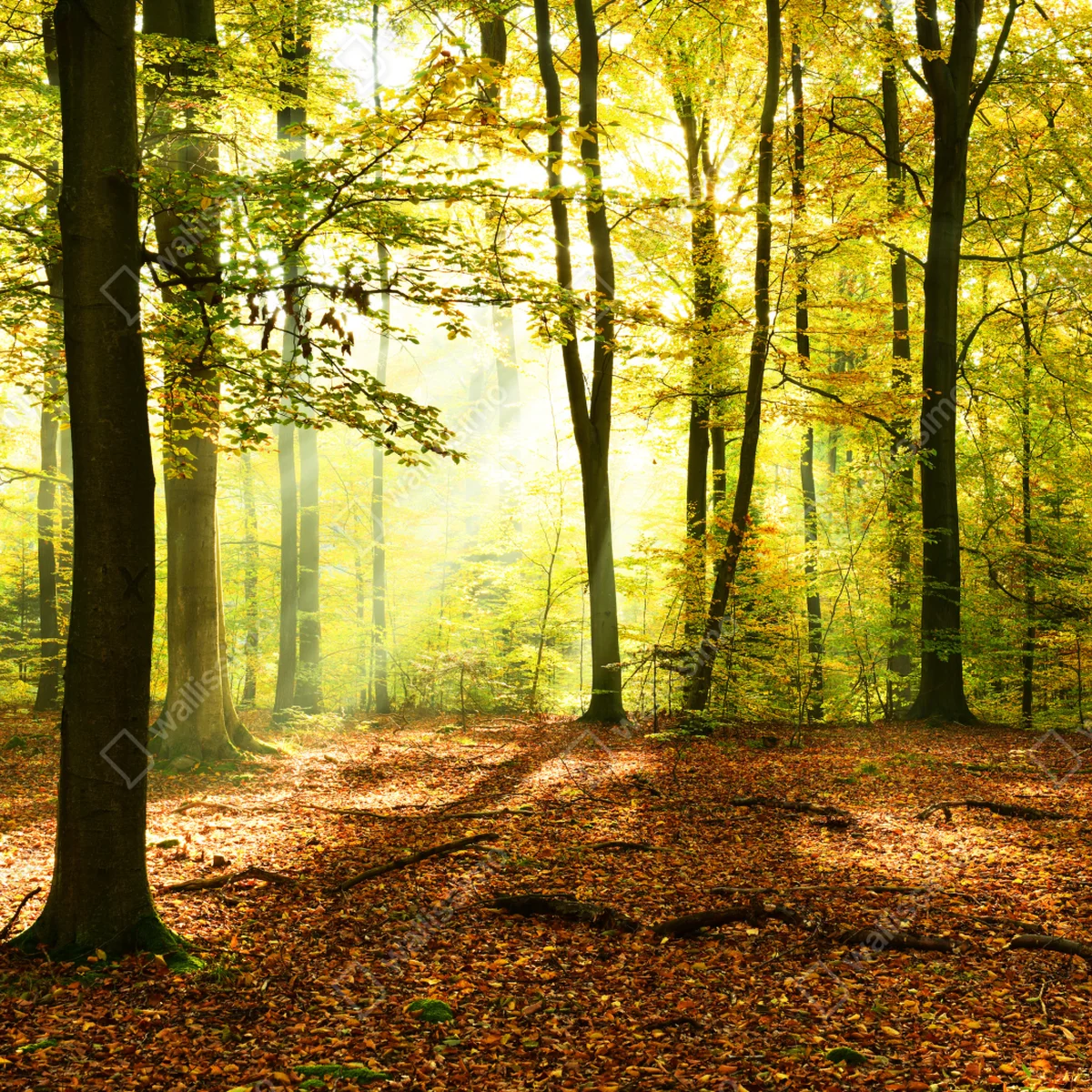 Türaufkleber goldener herbstwald am morgen Türaufkleber goldener herbstwald am morgen