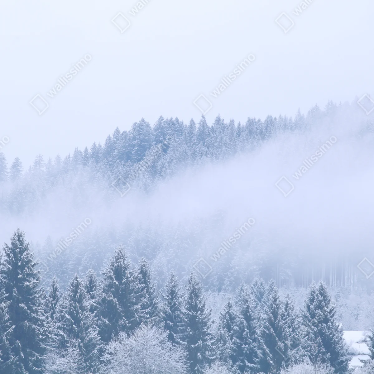 Leinwandbild winternebel über nadelwald Leinwandbild winternebel über nadelwald