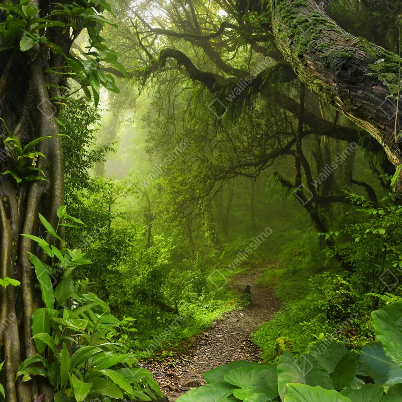 Türaufkleber üppiger nebliger waldpfad Türaufkleber üppiger nebliger waldpfad