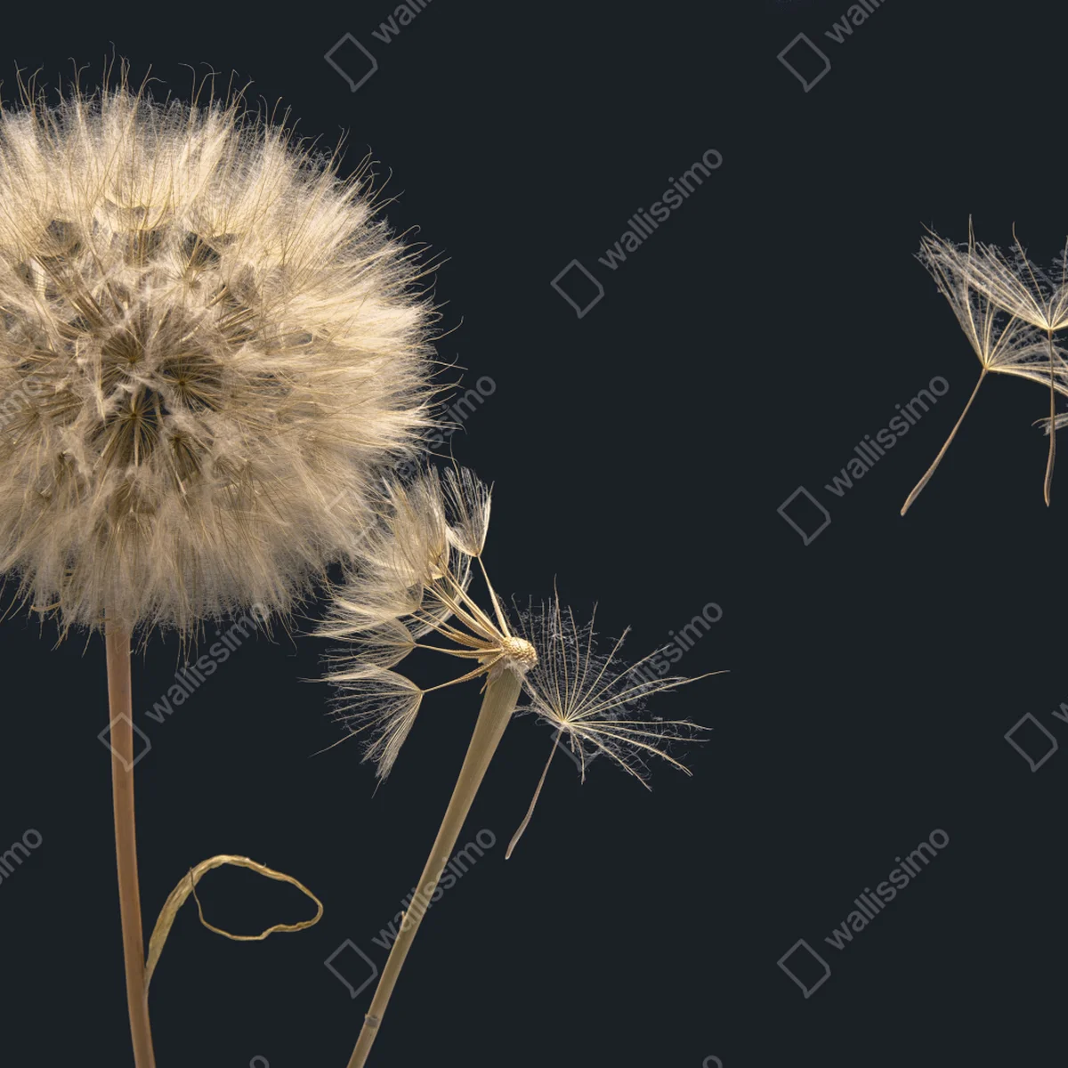 Fototapeta delikatny dmuchawiec na ciemnym tle Fototapeta delikatny dmuchawiec na ciemnym tle