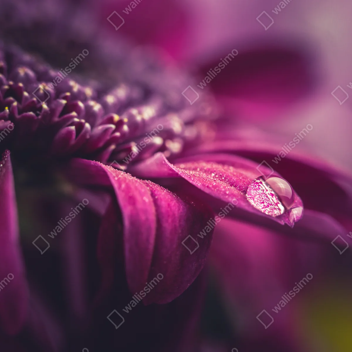 Fototapeta fioletowy makro kwiat z kroplą rosy Fototapeta fioletowy makro kwiat z kroplą rosy