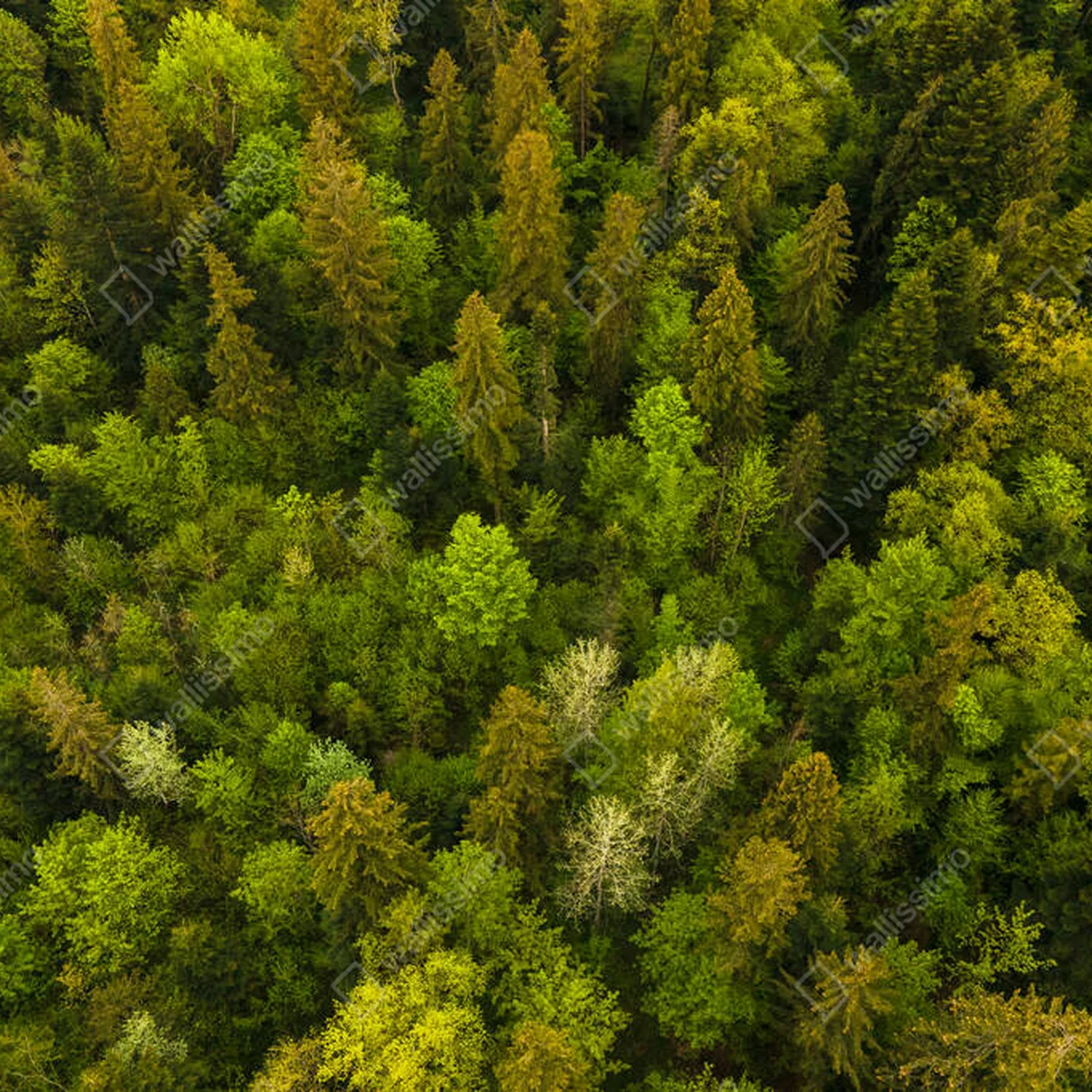 Poster Luftaufnahme von dunklen Mischkiefern und üppigem Wald mit grünen Baumkronen • Poster bei Wallnifity® Poster Luftaufnahme von dunklen Mischkiefern und üppigem Wald mit grünen Baumkronen • Poster bei Wallnifity®