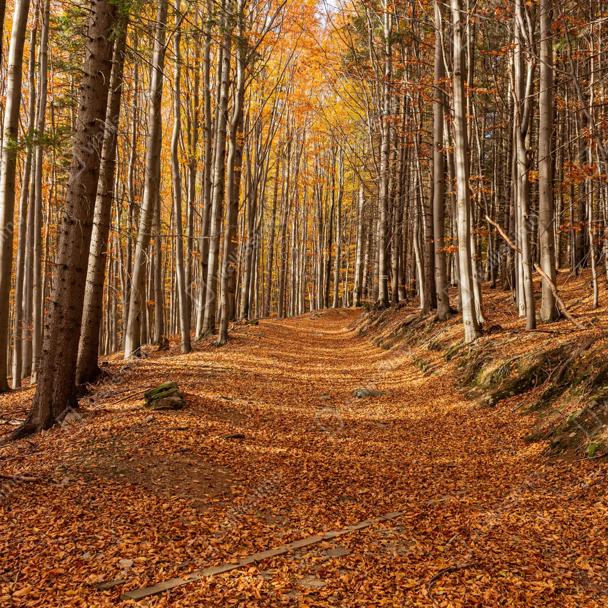 Türaufkleber herbstlicher waldweg mit goldenen blättern Türaufkleber herbstlicher waldweg mit goldenen blättern