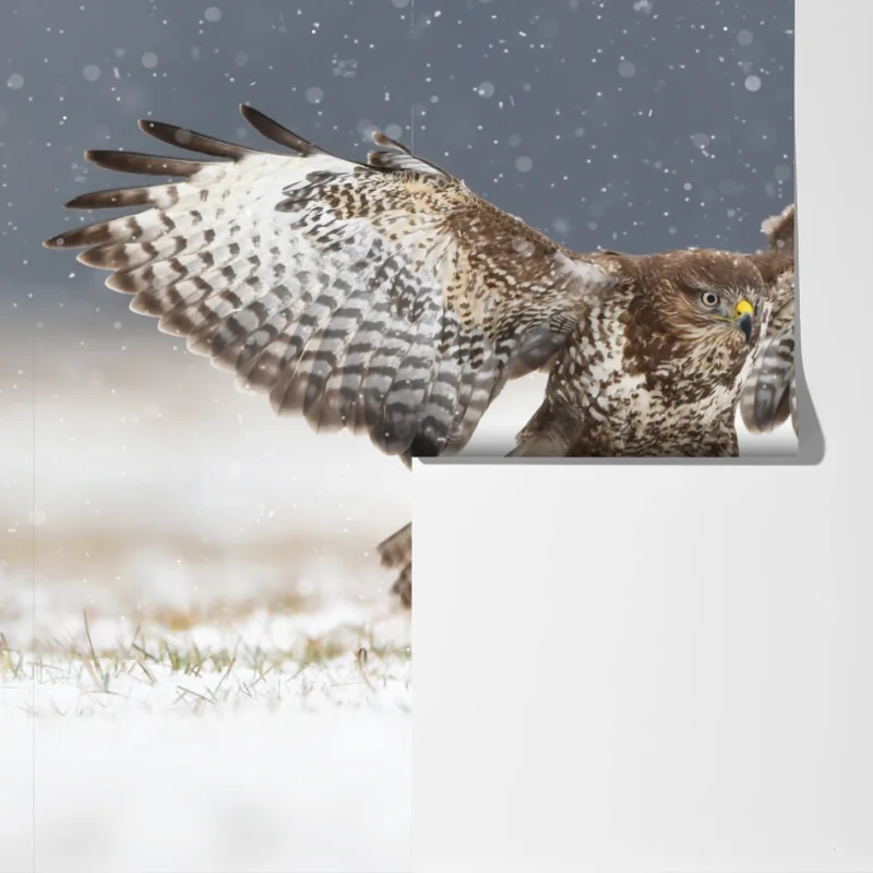 Fototapete mäusebussard landet im schnee Fototapete mäusebussard landet im schnee