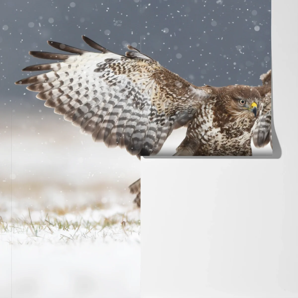 Fototapete mäusebussard landet im schnee Fototapete mäusebussard landet im schnee