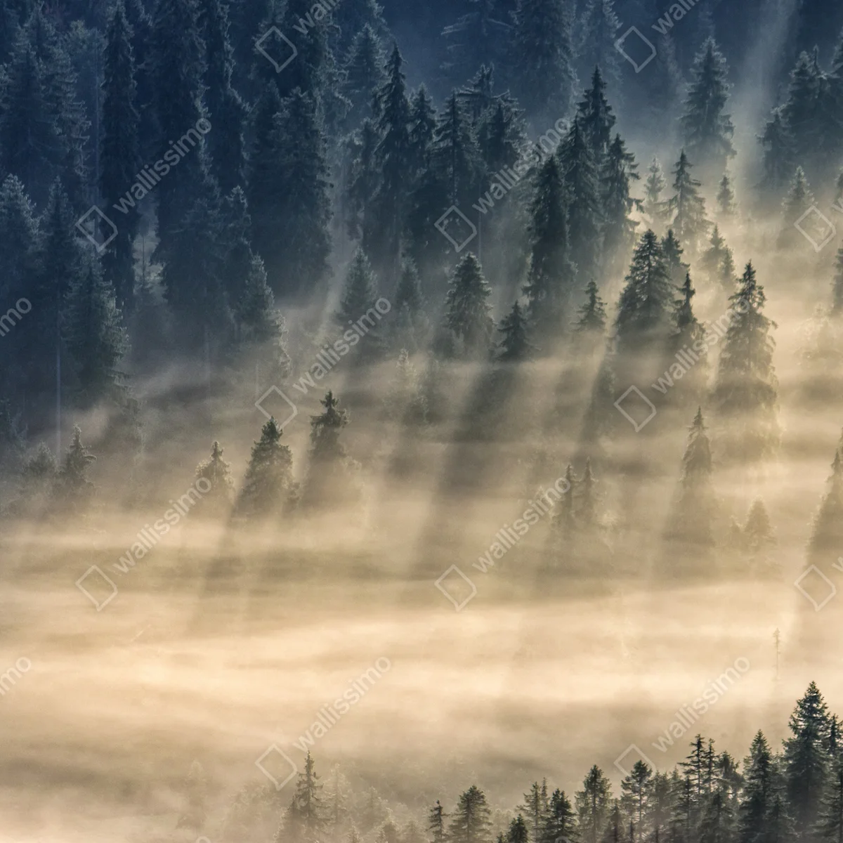 Repositionierbarer Aufkleber nebliger fichtenwald im sonnenlicht Repositionierbarer Aufkleber nebliger fichtenwald im sonnenlicht