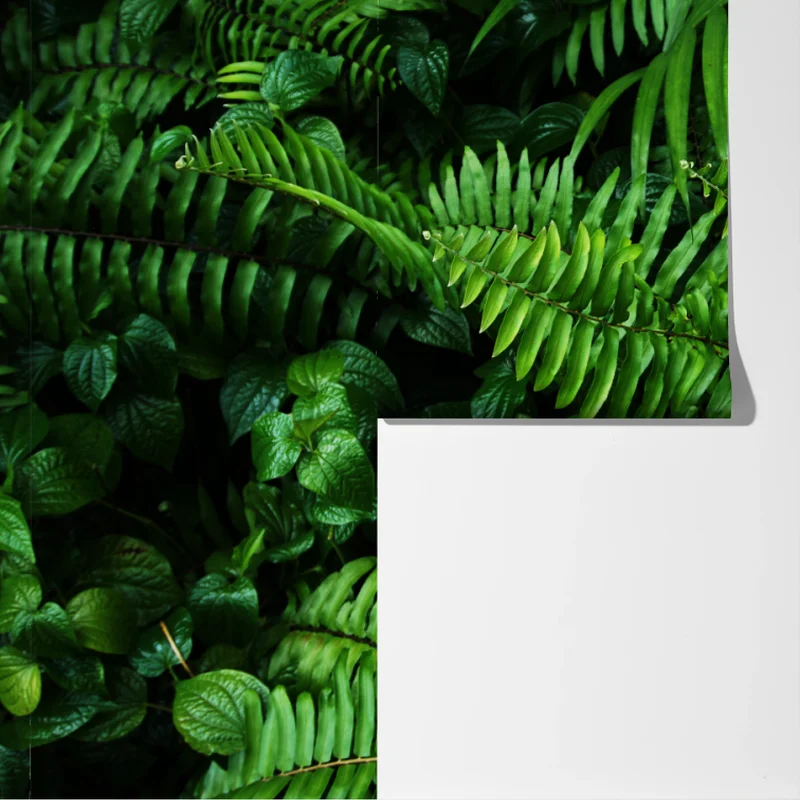 Fototapete üppige tropische farnblätter Fototapete üppige tropische farnblätter