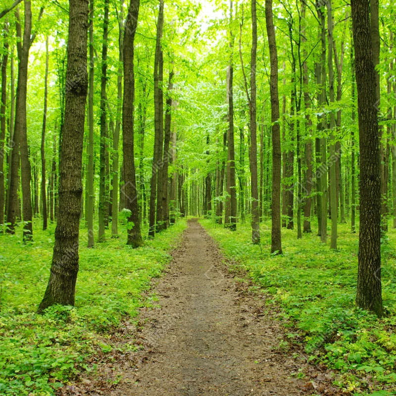 Türaufkleber ruhiger grüner waldweg Türaufkleber ruhiger grüner waldweg