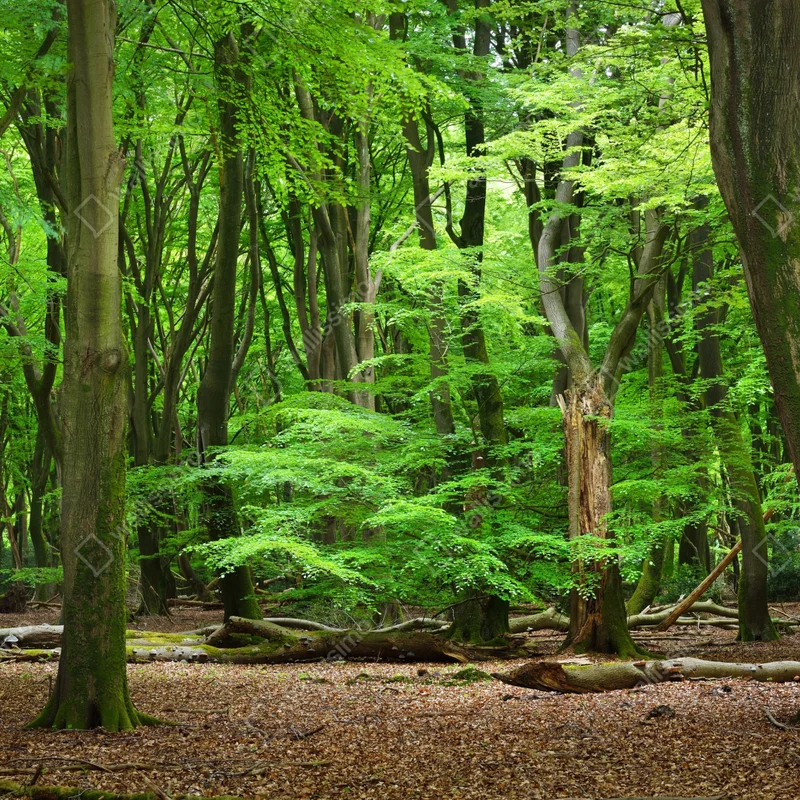 Repositionierbarer Aufkleber ruhige grüne waldkrone Repositionierbarer Aufkleber ruhige grüne waldkrone