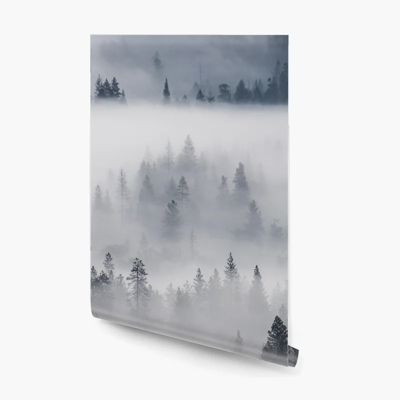 Fototapeta mglisty las sosnowy Fototapeta mglisty las sosnowy